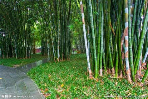 竹子的種類|竹(竹子（禾本科竹亞科植物）):基本介紹,形態特徵,竹。